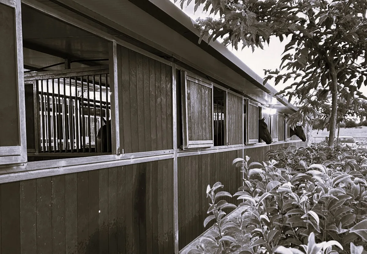 Pista central de doma clásica de GR Quality Dressage