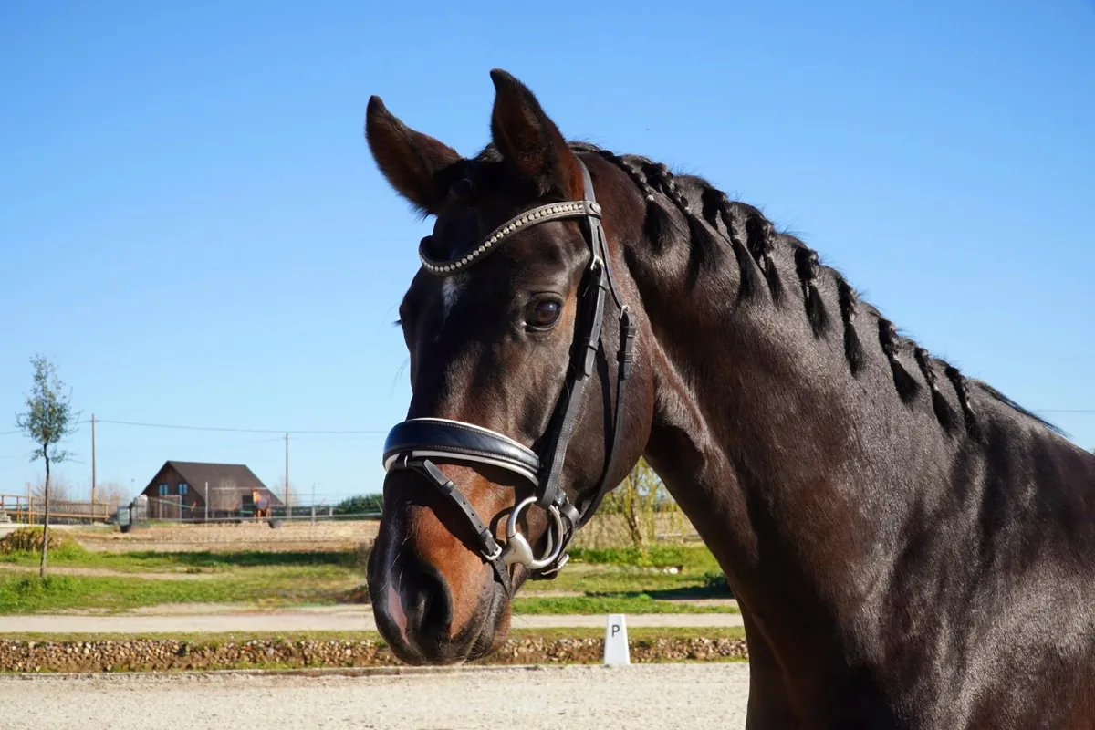 Venta de caballos en GR Quality Dressage